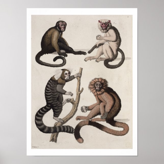 Monkeys (colour litho) poster (Front)