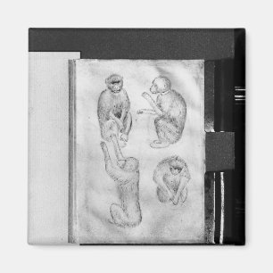 Monkeys, from The Vallardi Album Magnet