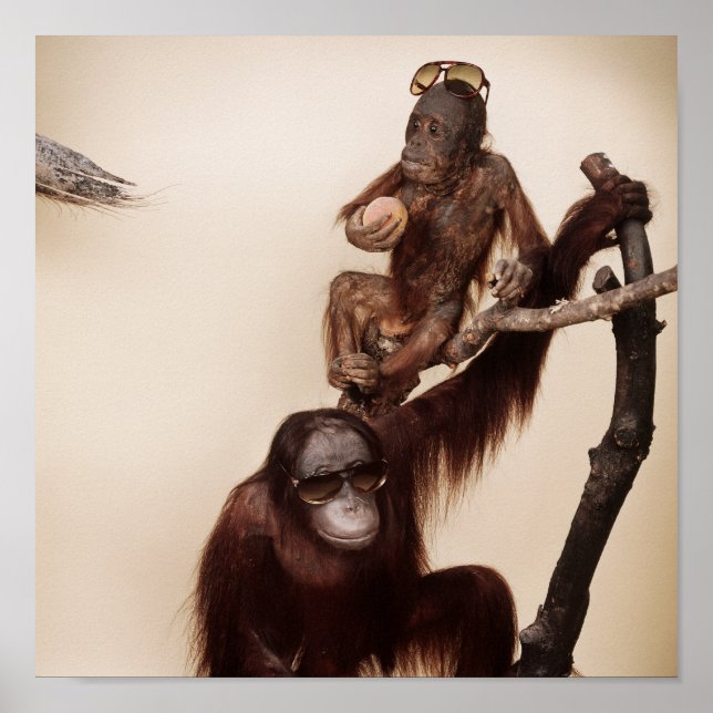 Monkeys in a tree poster (Front)
