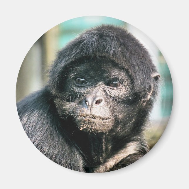 MONKEYS MAGNET (Front)