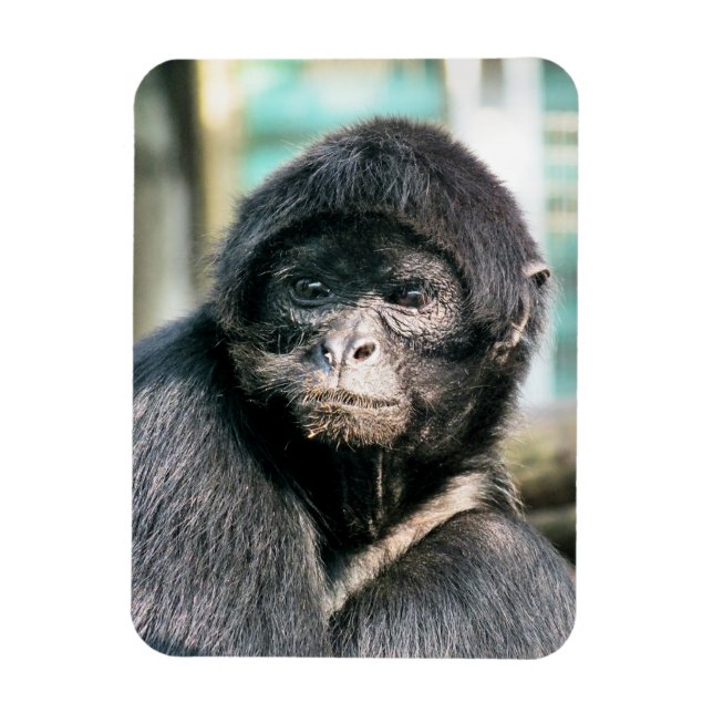 MONKEYS MAGNET (Vertical)