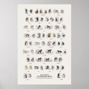 Monkeys - Naturalist's Library Poster