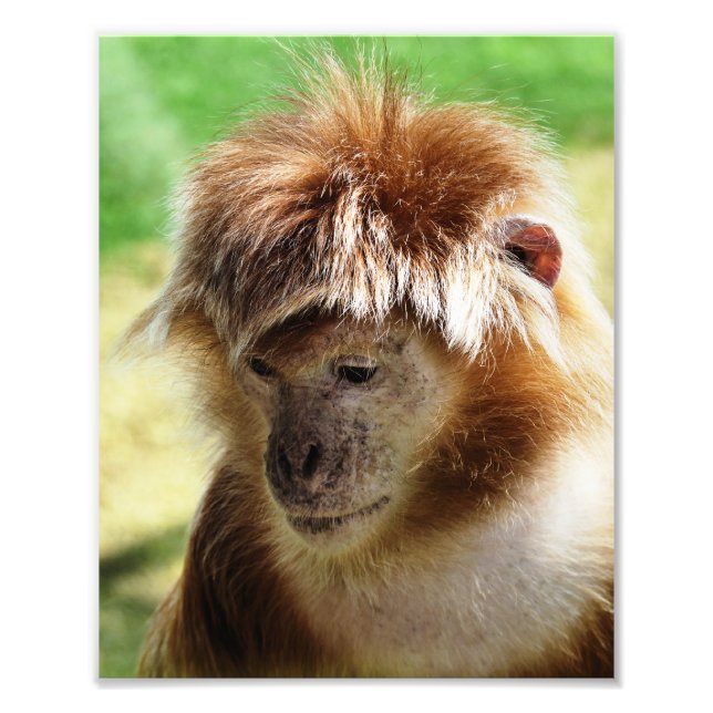 MONKEYS PHOTO PRINT (Front)