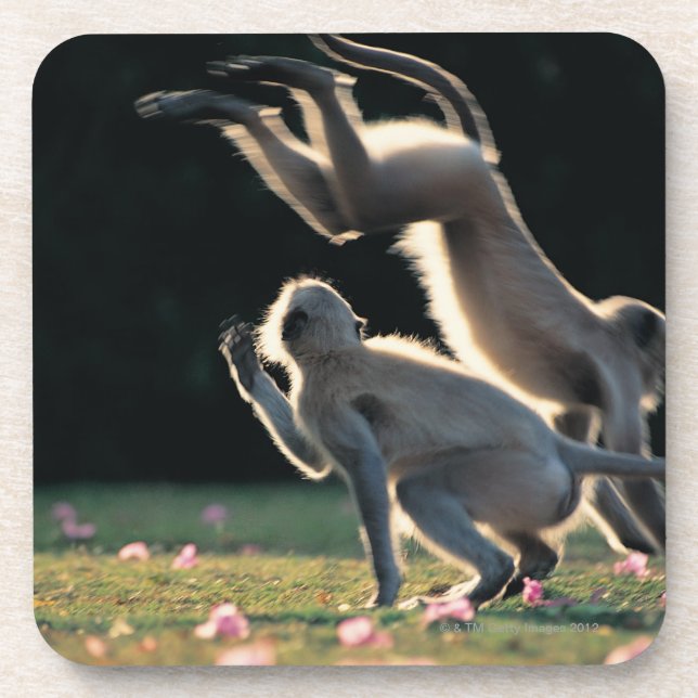 Monkeys playing coaster (Front)