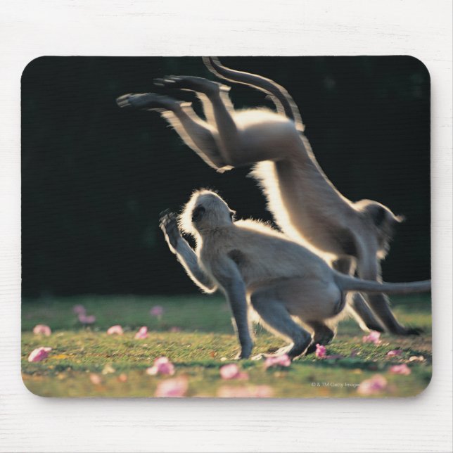 Monkeys playing mouse pad (Front)