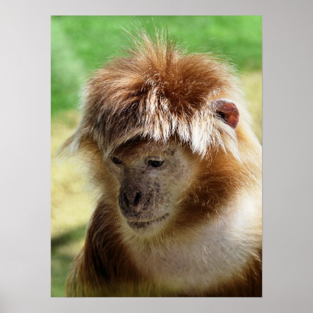 MONKEYS POSTER (Front)