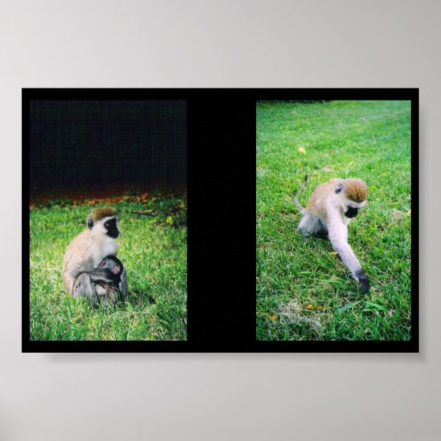 Monkeys Poster (Front)