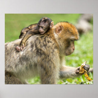 Monkeys Poster