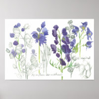 Monkshood Poisonous Plants Botanical Study