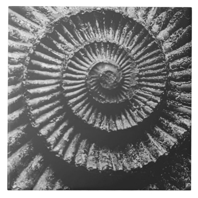 Monochrome ammonite large ceramic tile (Front)