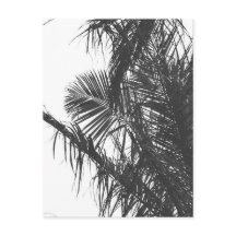 Monochrome Black White Palm Tree Leaves