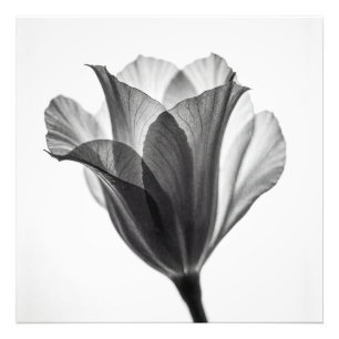 Monochrome botanical fine art photograph