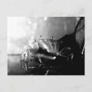 Monochrome Hermit Crab Photograph Postcard