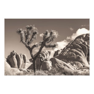 Monochrome Joshua Trees Desert Landscape Scenery Photo Print