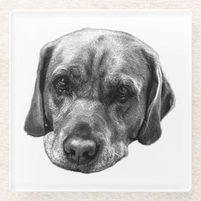 Monochrome Labrador Close‑Up Coaster (Front)