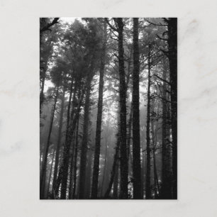 Monochrome Mist Among the Trees Postcard