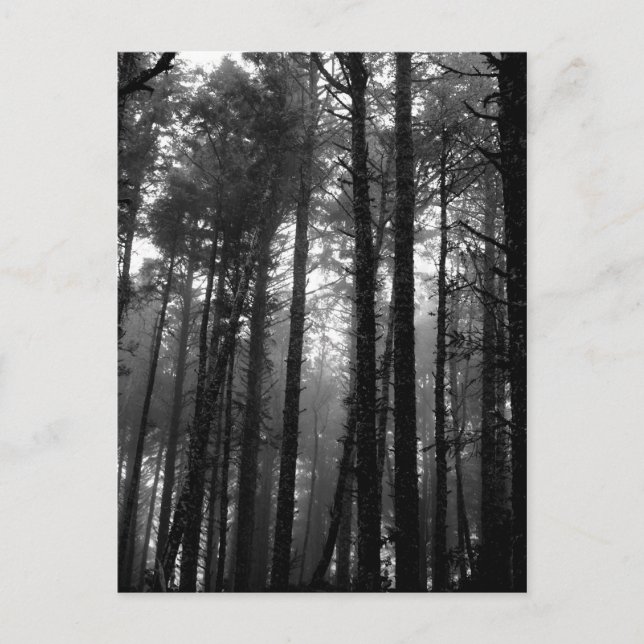 Monochrome Mist Among the Trees Postcard (Front)