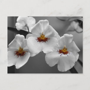 Monochrome Orchids Postcard