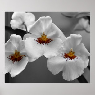 Monochrome Orchids Poster