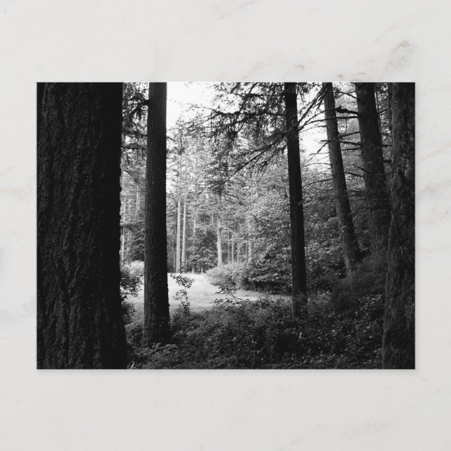 Monochrome Relief from Forest Darkness Postcard (Front)