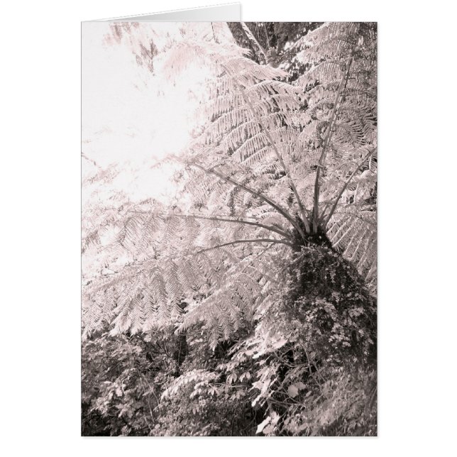 Monochrome Tree Fern (Front)