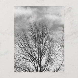 Monochrome Tree Top Postcard