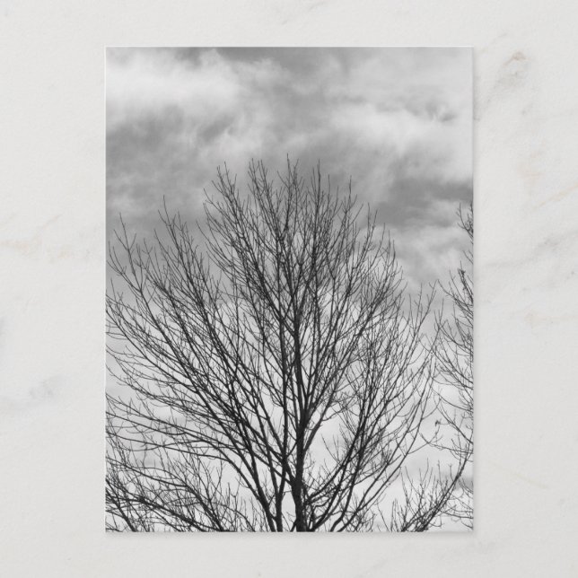 Monochrome Tree Top Postcard (Front)