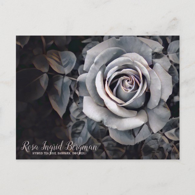 Monotone Rose [Postcard] Postcard (Front)