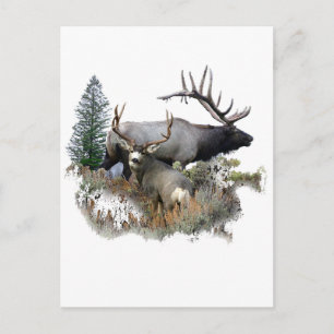 Monster bull trophy buck postcard