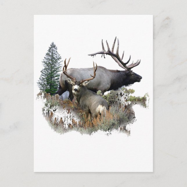 Monster bull trophy buck postcard (Front)