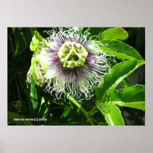 Monster Flower Poster