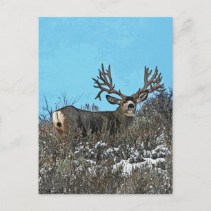 Monster mule deer buck postcard