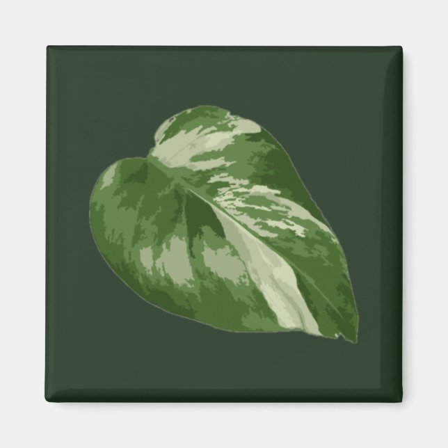 Monstera Albo Leaf — Rare Variegation  Magnet (Front)
