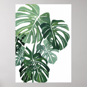 Monstera leaves Closeup Poster