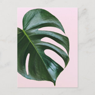 Monstera Tropical Leaf Postcard