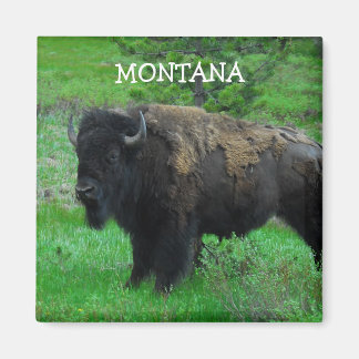 Montana Bison magnet