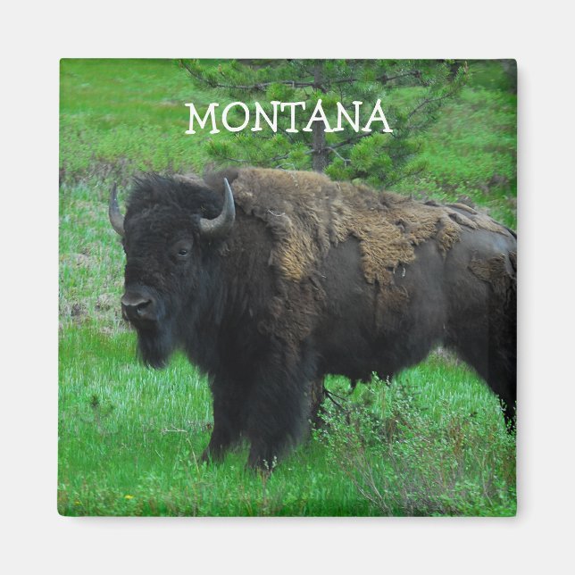 Montana Bison magnet (Front)