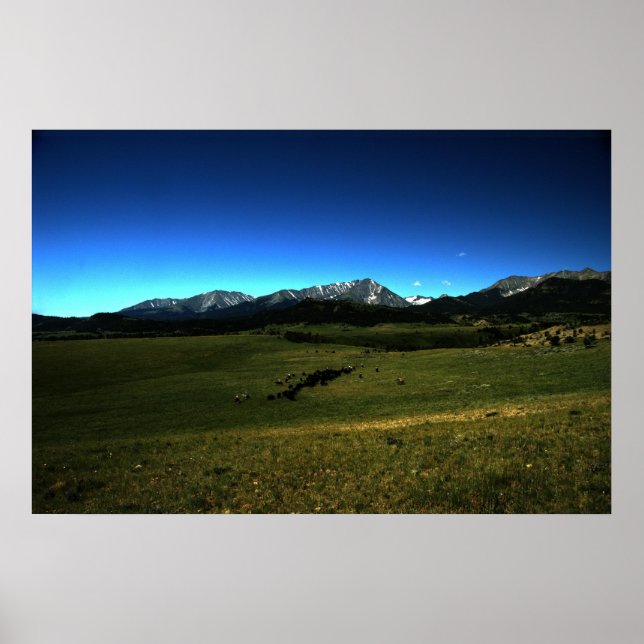 Montana Cattle Drive Poster (Front)