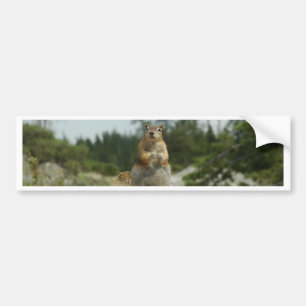 Montana Chipmunk Bumper Sticker