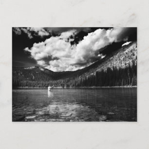 Montana Fisherman Postcard