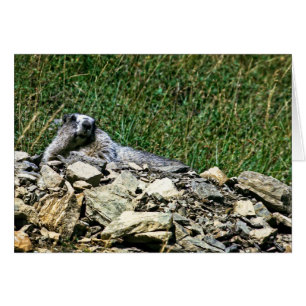 Montana Marmot