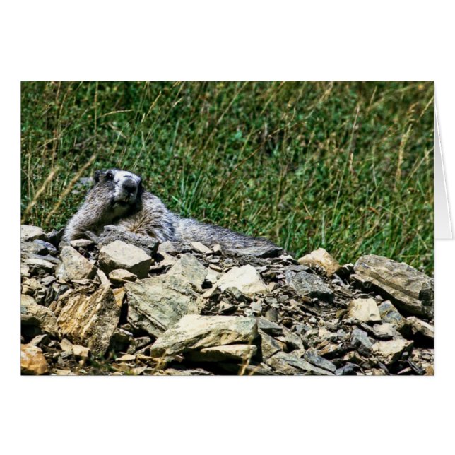 Montana Marmot (Front Horizontal)