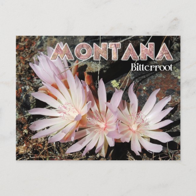 Montana State Flower: Bitterroot Postcard (Front)