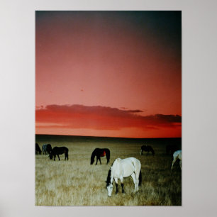 Montana Sunset Poster