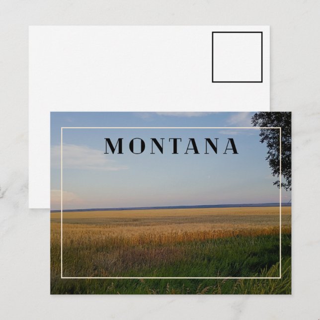 Montana Wheat Sunset Postcard (Front/Back)