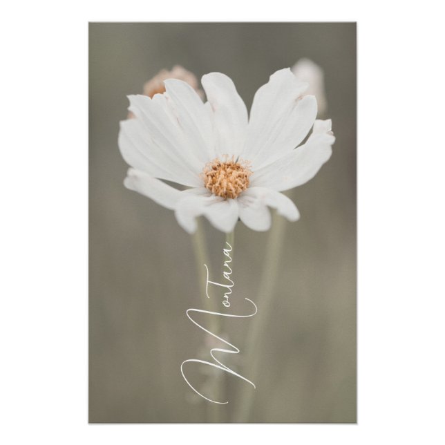 Montana White Wildflower Poster (Front)