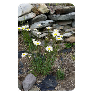 Montana Wild Daisies Flowers Nature photograph Magnet