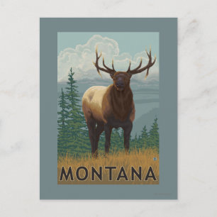 MontanaElk Scene Postcard