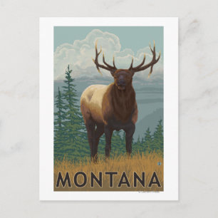 MontanaElk Scene Postcard