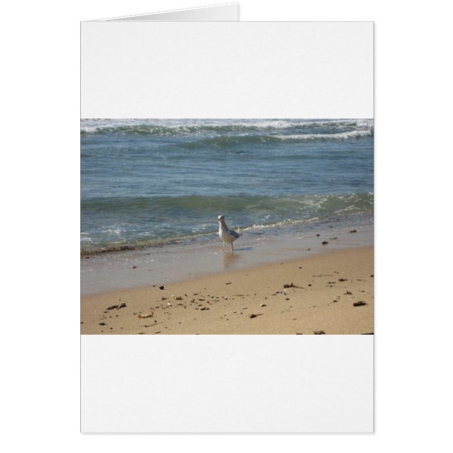 Montauk beach seagull love (Front)